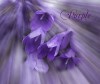 Pretty in Purple